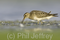 Pectoral Sandpiper