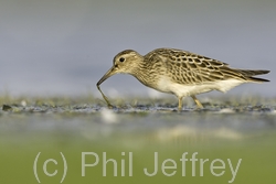 Pectoral Sandpiper