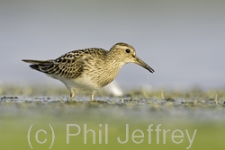 Pectoral Sandpiper