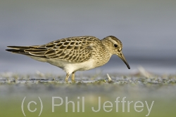 Pectoral Sandpiper