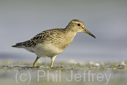 Pectoral Sandpiper