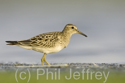 Pectoral Sandpiper