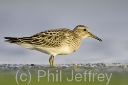 Pectoral Sandpiper