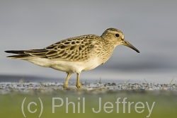 Pectoral Sandpiper