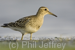 Pectoral Sandpiper