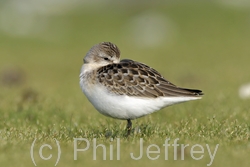 Pectoral Sandpiper