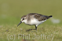 Pectoral Sandpiper