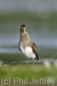 Pectoral Sandpiper