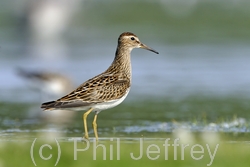 Pectoral Sandpiper