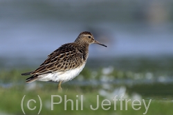 Pectoral Sandpiper