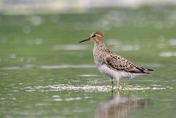 Pectoral Sandpiper
