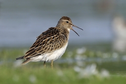 Pectoral Sandpiper