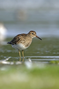 Pectoral Sandpiper