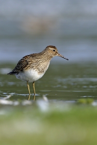 Pectoral Sandpiper