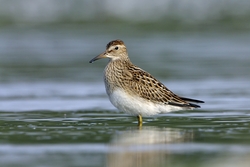 Pectoral Sandpiper