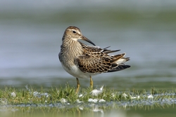 Pectoral Sandpiper