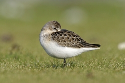 Pectoral Sandpiper