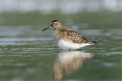 Pectoral Sandpiper