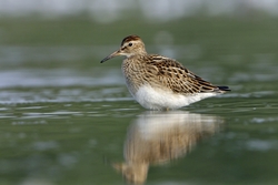 Pectoral Sandpiper