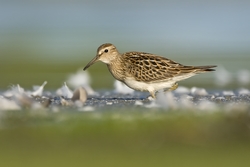 Pectoral Sandpiper