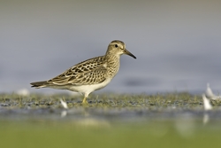 Pectoral Sandpiper