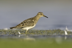 Pectoral Sandpiper