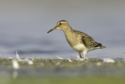 Pectoral Sandpiper