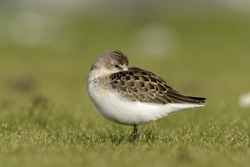 Pectoral Sandpiper