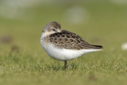 Pectoral Sandpiper