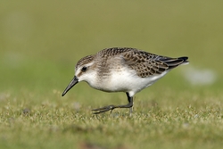Pectoral Sandpiper