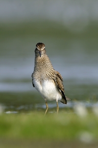 Pectoral Sandpiper