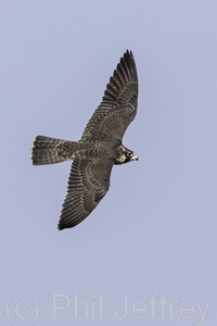 Peregrine Falcon