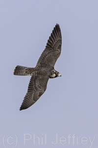 Peregrine Falcon