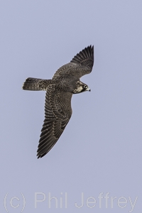 Peregrine Falcon