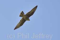 Peregrine Falcon