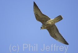 Peregrine Falcon