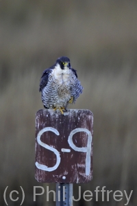 Peregrine Falcon