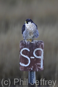 Peregrine Falcon