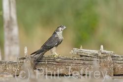 Peregrine Falcon