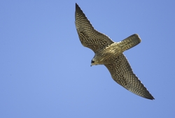 Peregrine Falcon