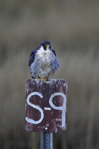 Peregrine Falcon