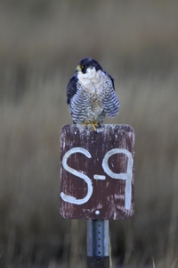 Peregrine Falcon
