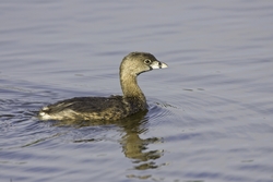 Pied-billed Grebe