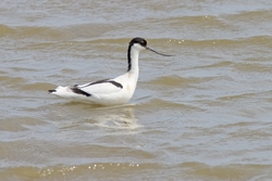 Pied Avocet