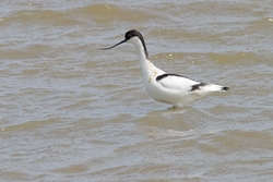 Pied Avocet