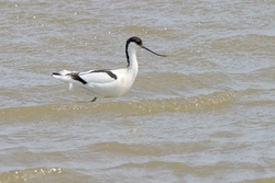 Pied Avocet