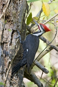 Pileated Woodpecker