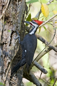 Pileated Woodpecker