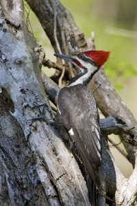 Pileated Woodpecker