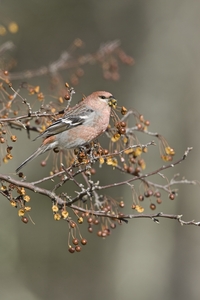 Pine Grosbeak